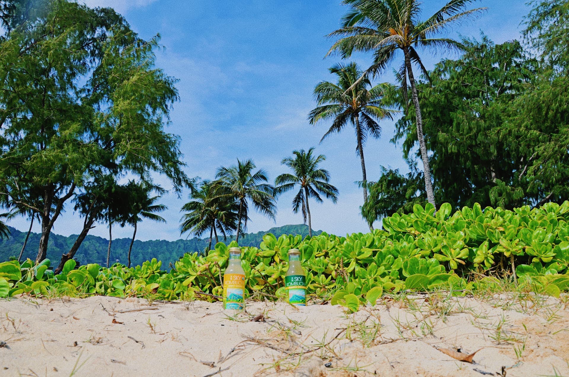 SKY Kombucha bottles on beach with palm trees and naupaka