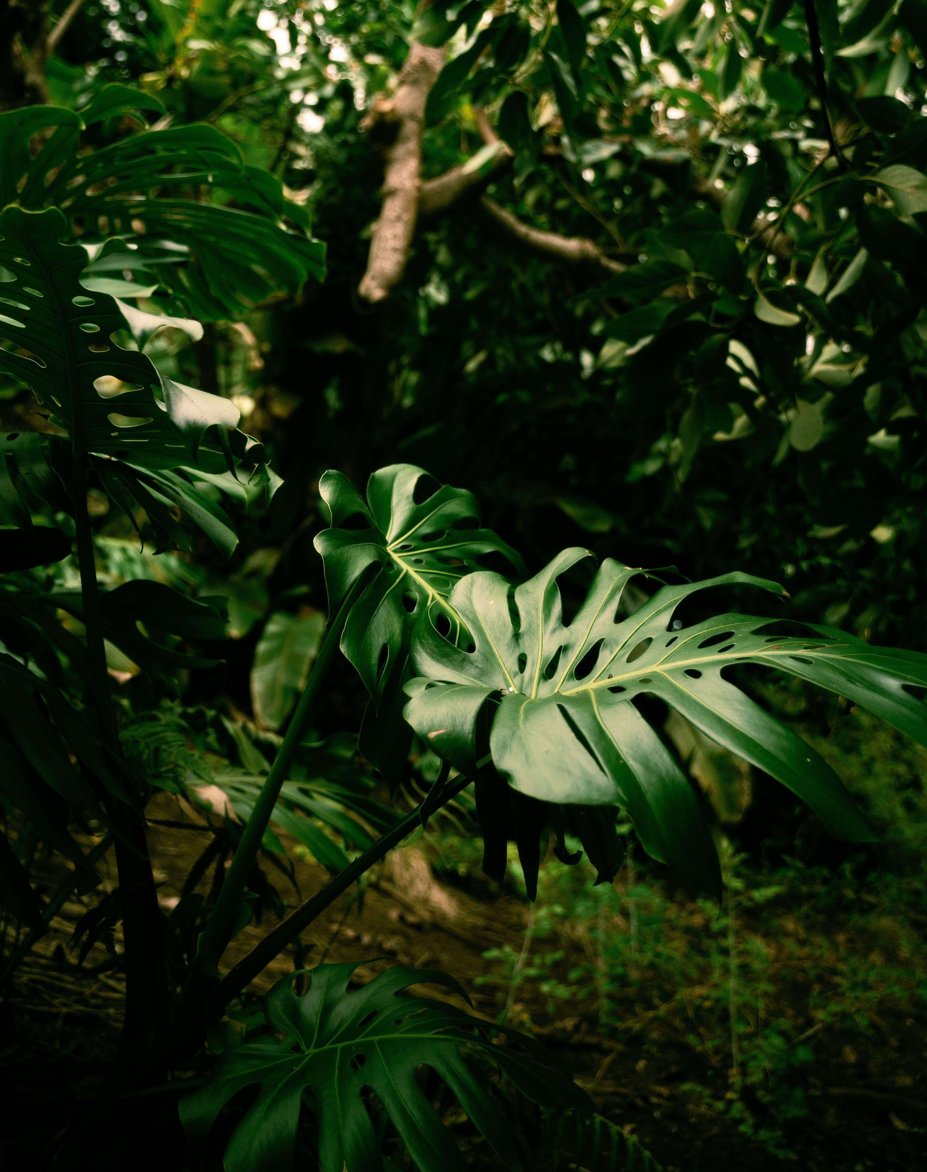 Lush tropical jungle with large monstera leaves and dense green foliage